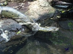 Tiergarten Schönbrunn am 05.03.2026